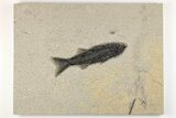 Uncommon Fish Fossil (Mioplosus) - Wyoming #203204-1